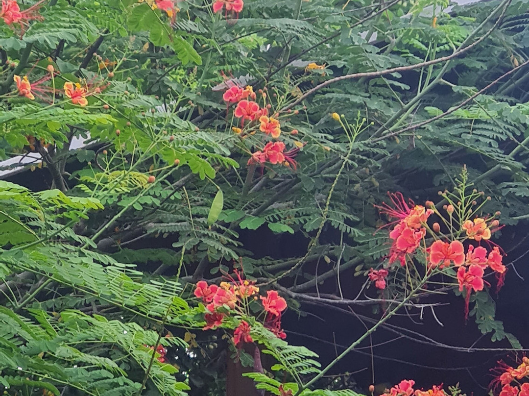 B&B Villa Zomerland主图