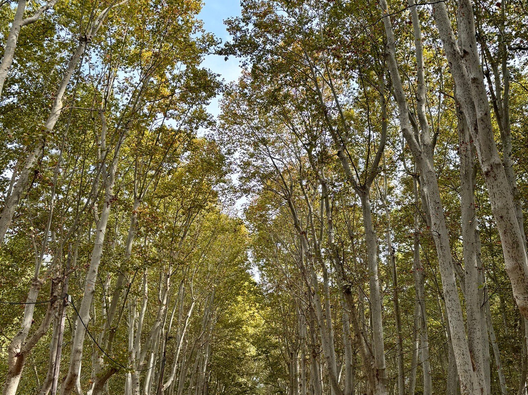 Parc de la Devesa景点图片