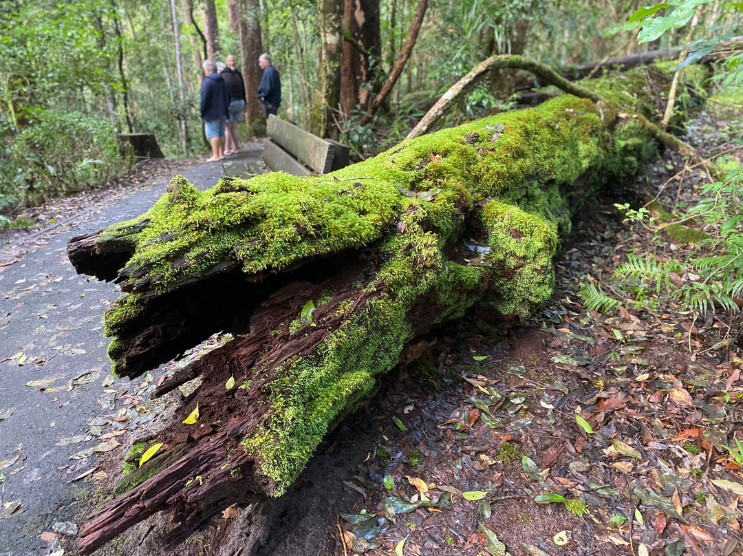 Safari 4WD Hire-赫维湾必去景点