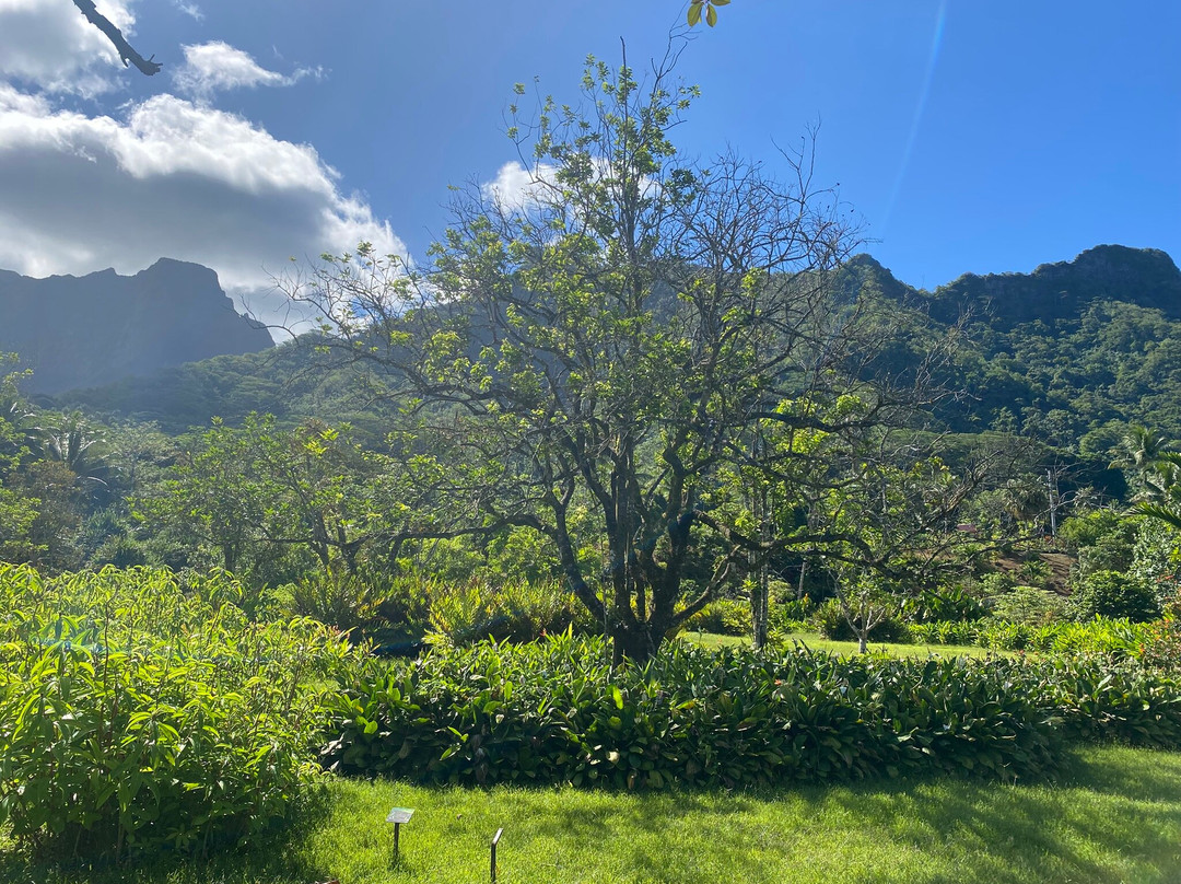 De Raiatea Botanical Garden-Taputapuapea必去景点