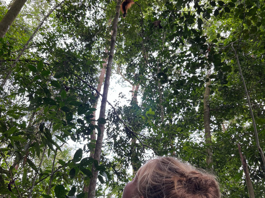 Adventure Orangutan Wildlife-棉兰必去景点