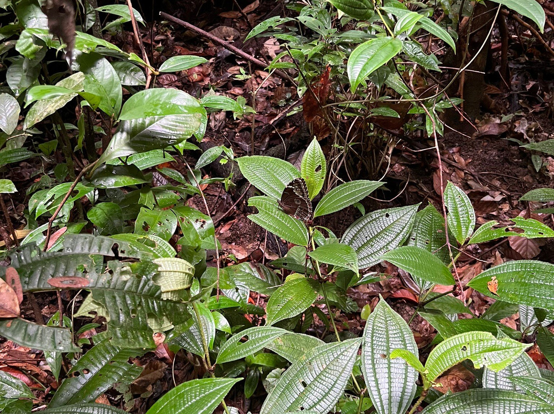 La Montagne des Singes-Kourou必去景点