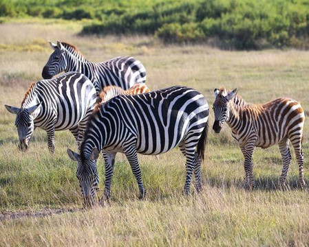 Nia Adventures-蒙巴萨必去景点