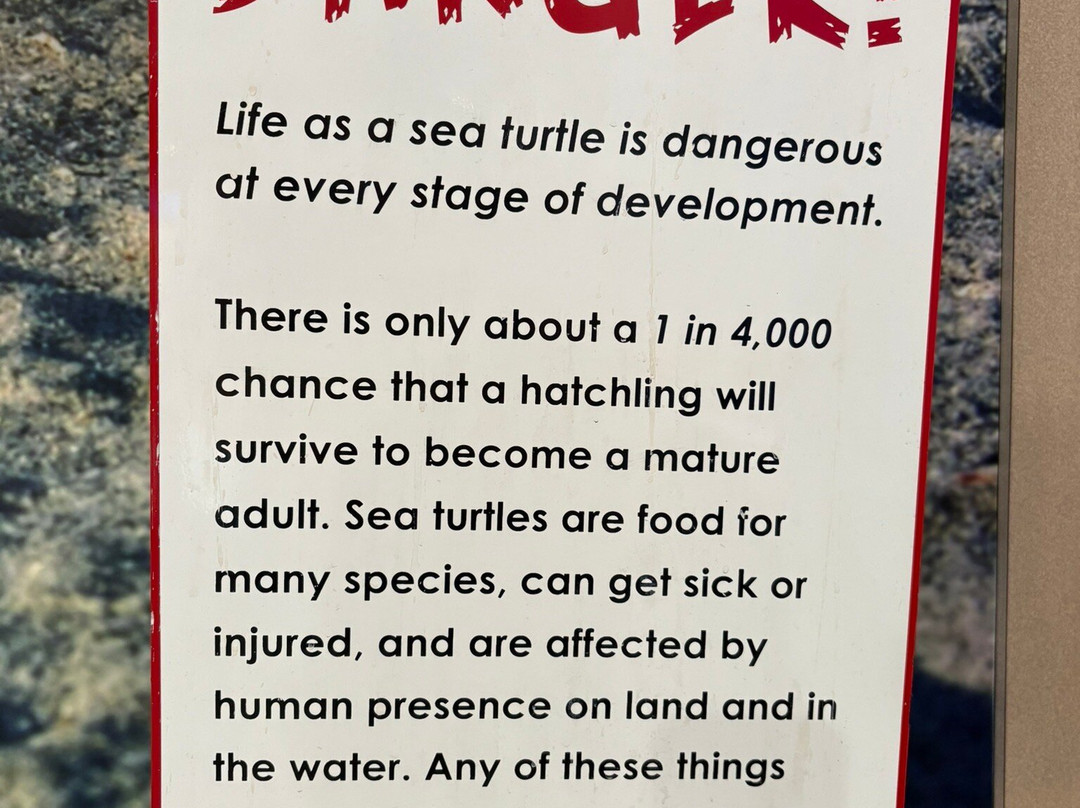 Georgia Sea Turtle Center-吉柯岛必去景点