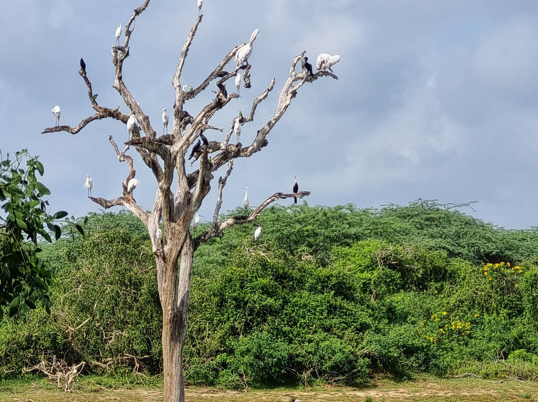 Bundala Flamingo Cottages主图