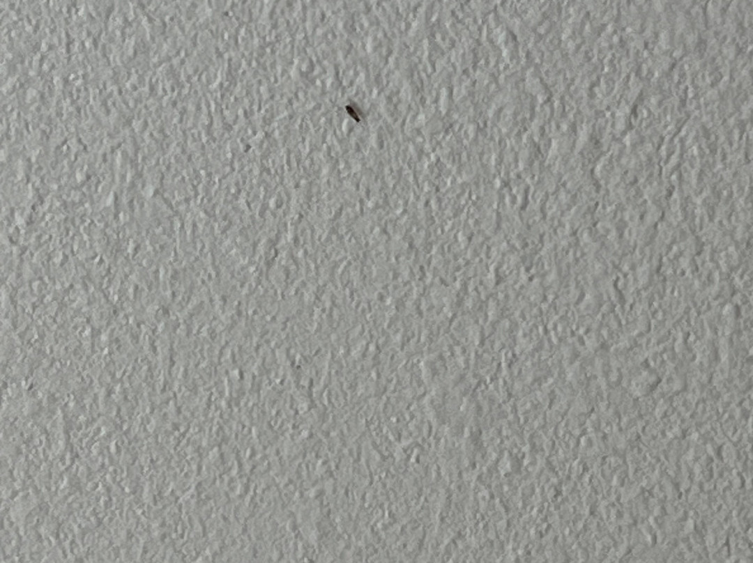 La Quinta Inn & Suites By Wyndham Marshall主图