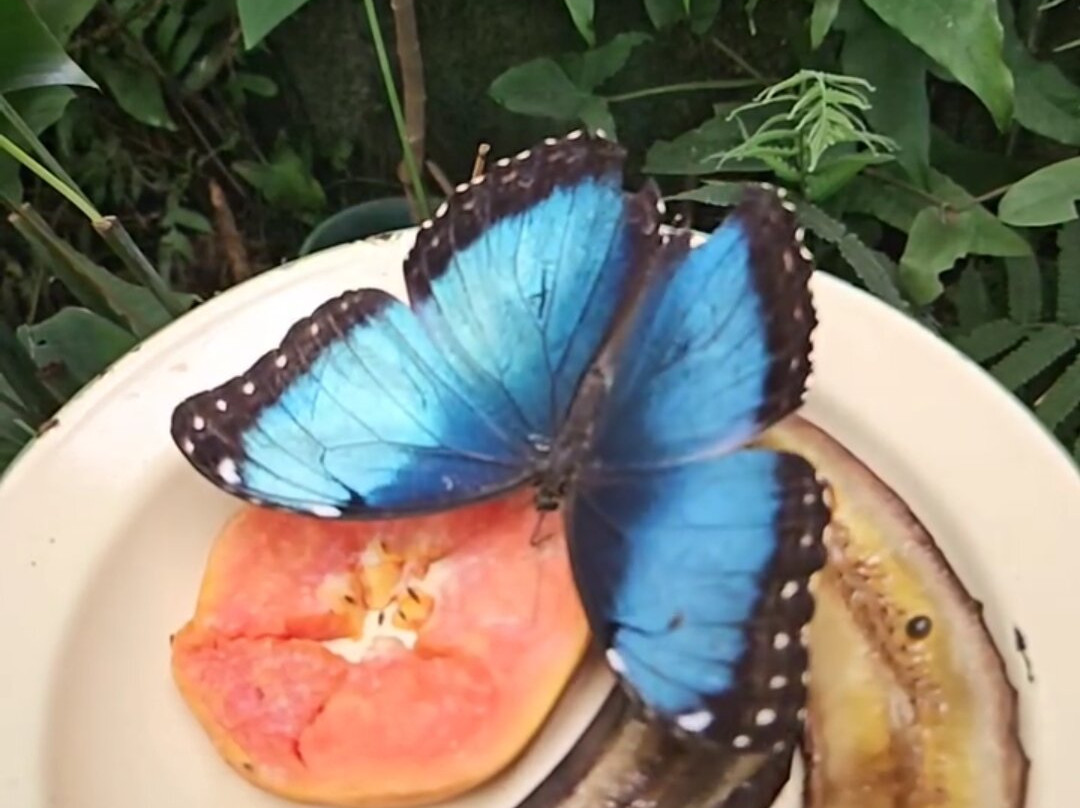 Monteverde Butterfly Gardens-蒙特沃德必去景点