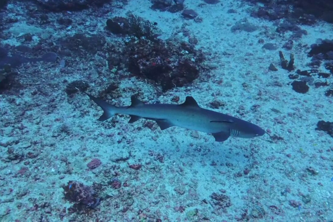 3W潜水中心-Gili Air必去景点