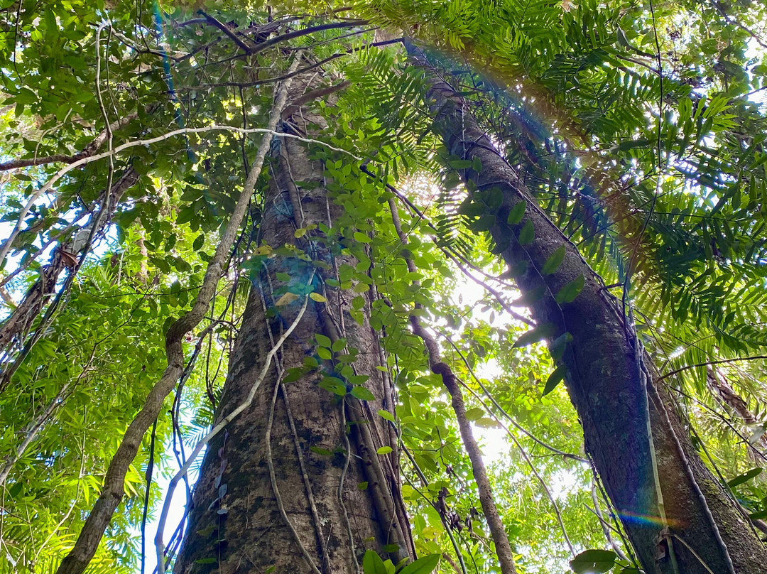 Daintree Siesta主图