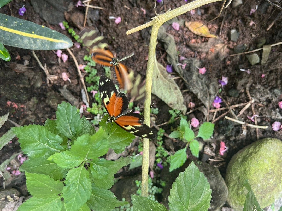 Butterfly Haven景点图片