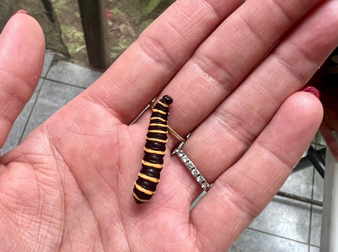 Butterfly Haven景点图片