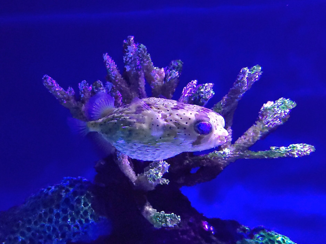 Acuario de Veracruz-韦拉克鲁斯必去景点