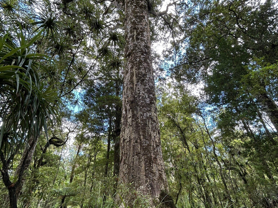 Puketi Nature Trail景点图片