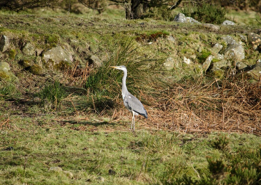 Forest of Bowland Area of Outstanding Natural Beauty景点图片