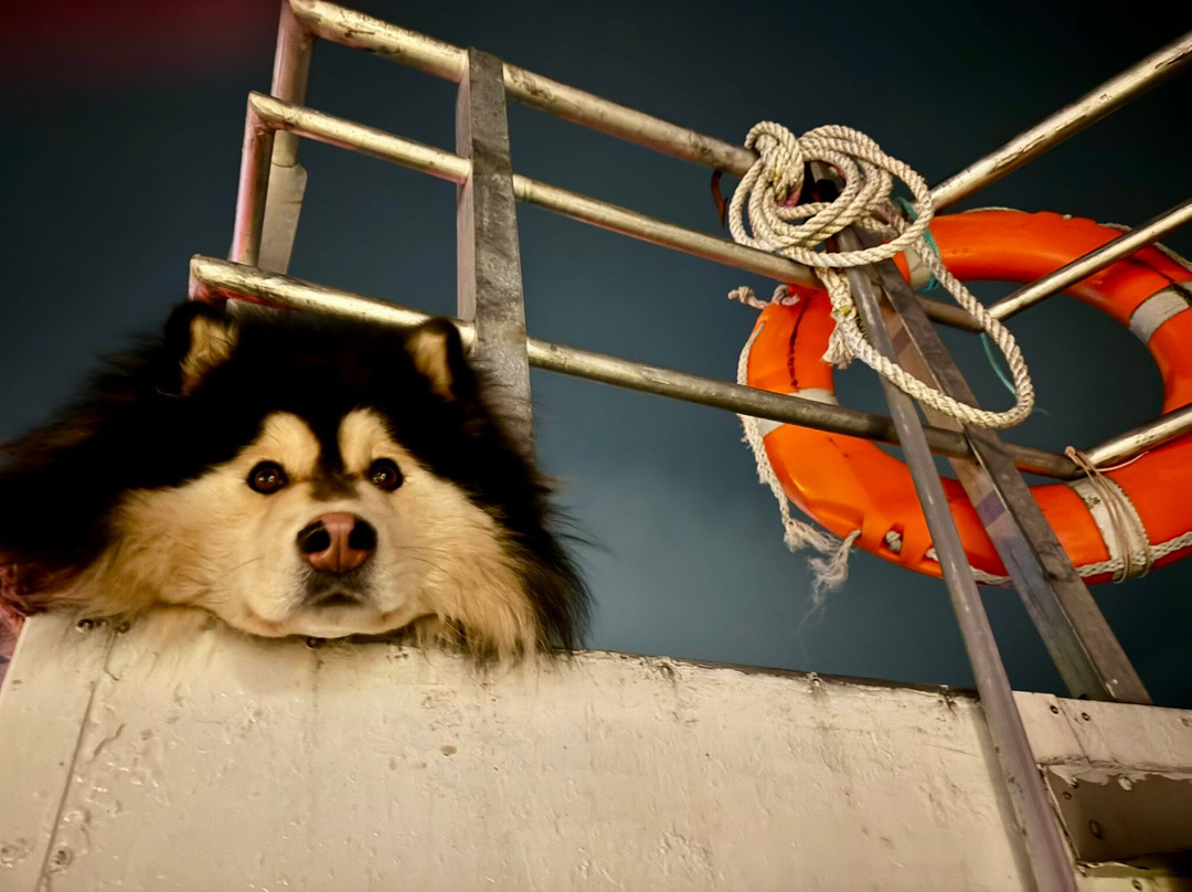 Soroya Havfiskecruise – Day Tours-特罗姆瑟必去景点