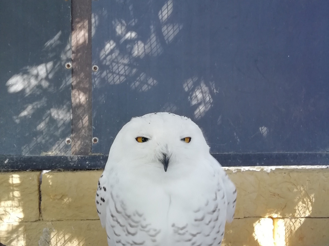Birdpark Malta景点图片