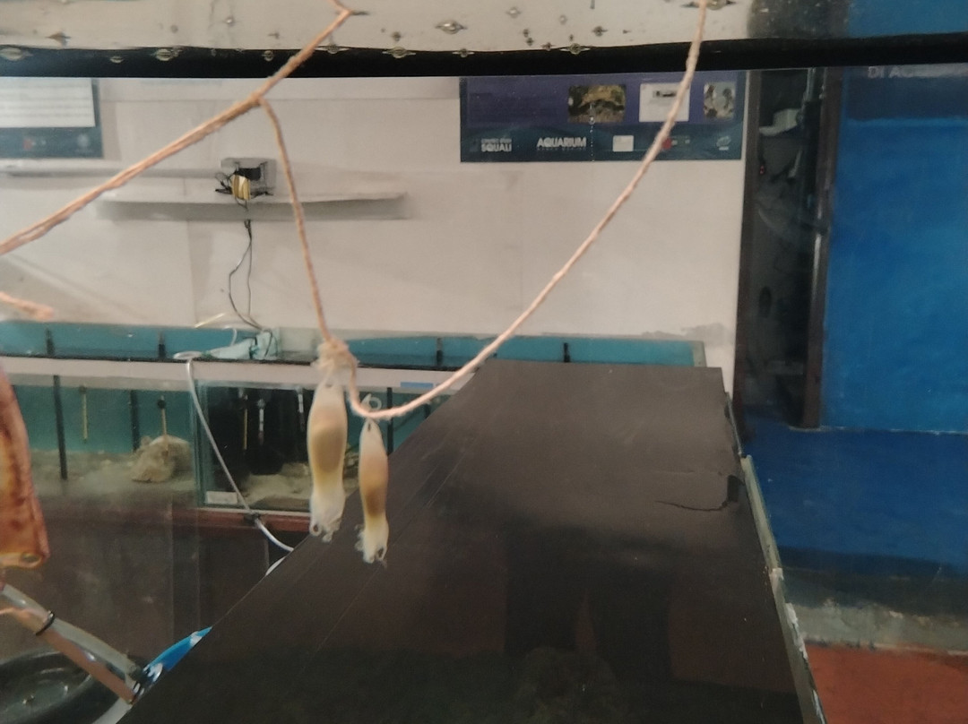 Aquarium Mondo Marino景点图片