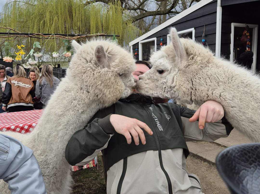Alpaca Zeeland-Nieuwdorp必去景点