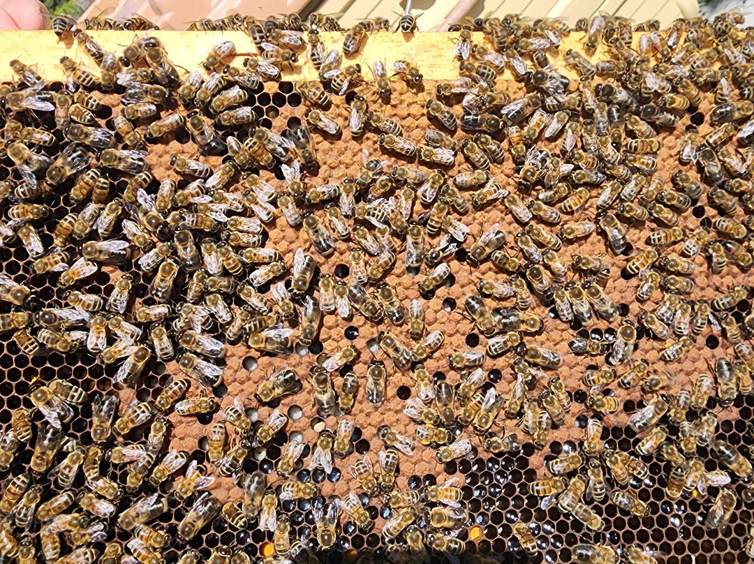 Carey Apiary-Frankford必去景点