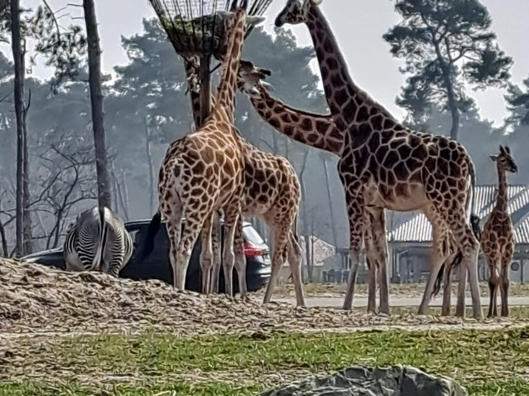Beekse Bergen Safari Park-希尔法伦贝克必去景点