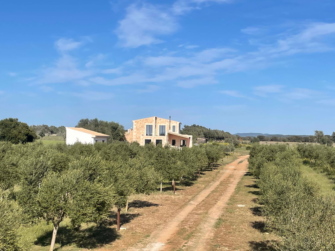 Olive Grove Casa Limbella