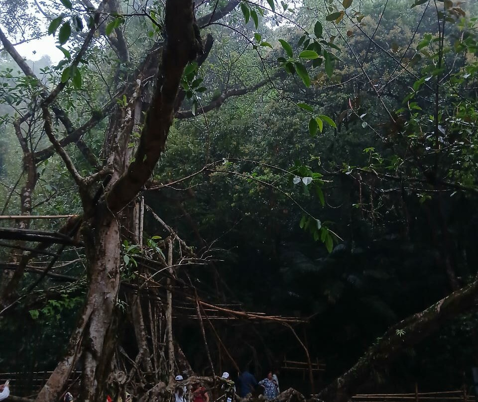 Roots Bridges景点图片