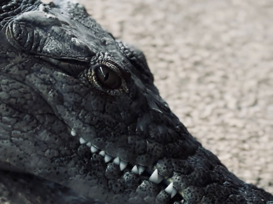 Crocodile Park景点图片