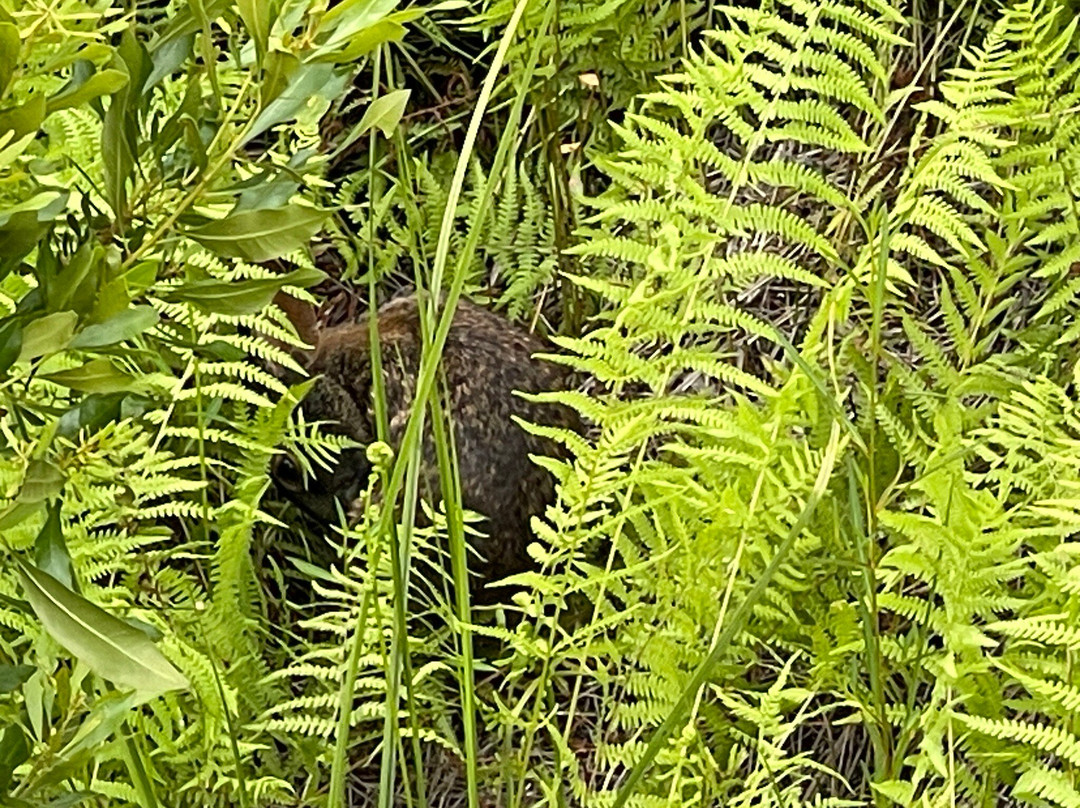 Gulf State Park-格尔夫海岸必去景点