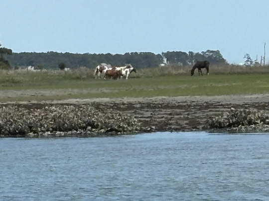 Assateague Explorer Wildlife Cruises-钦科蒂格岛必去景点