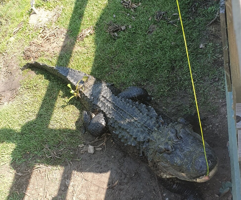 Gator Country-博蒙特必去景点