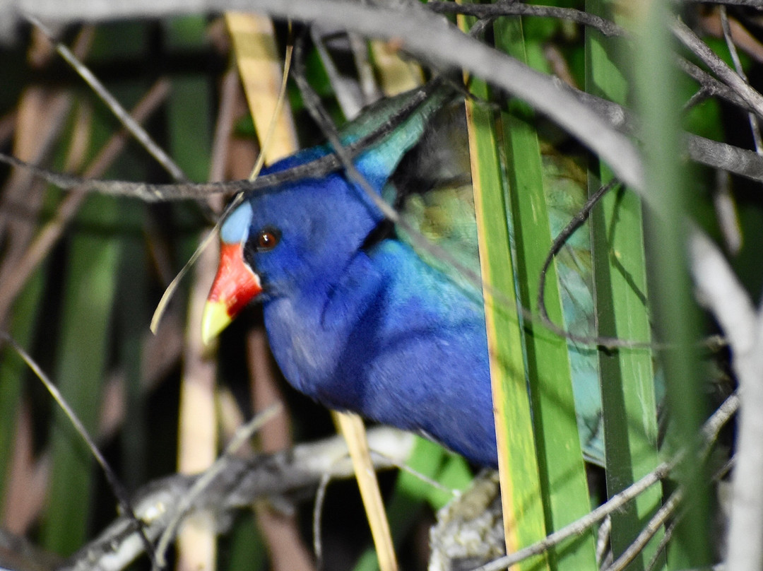 Gonature Conservation-迈阿密必去景点