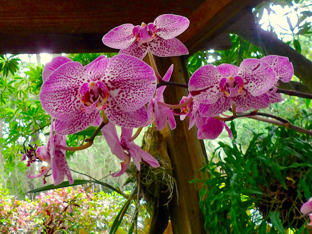 Eureka Springs Park-坦帕必去景点