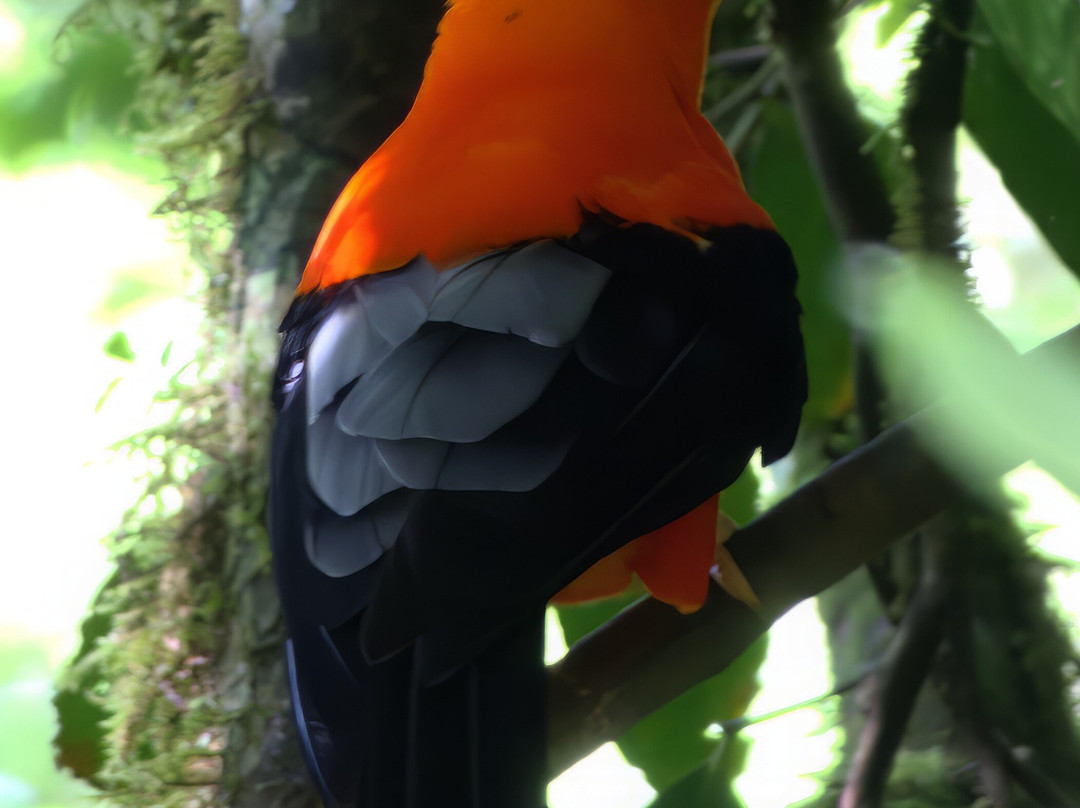 Ikam Expeditions-Moyobamba必去景点