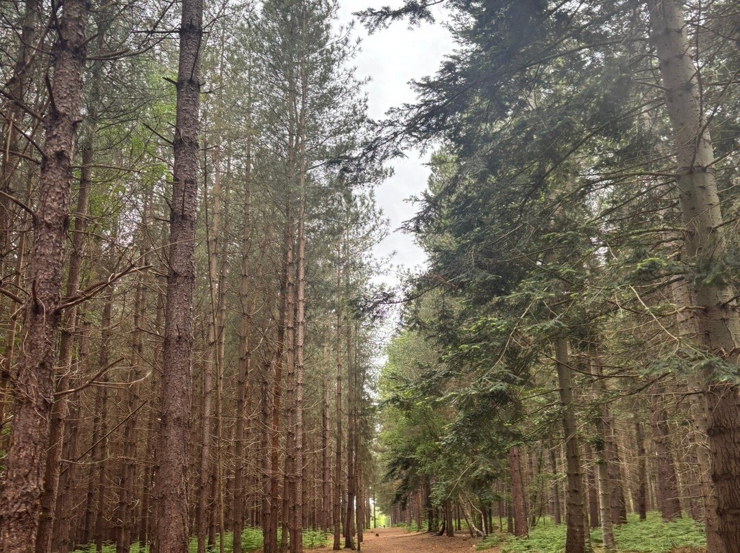 Rendlesham Forest Centre-Woodbridge必去景点