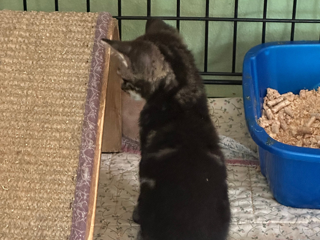 Surf Cat Ranch - Maui Cat Sanctuary景点图片