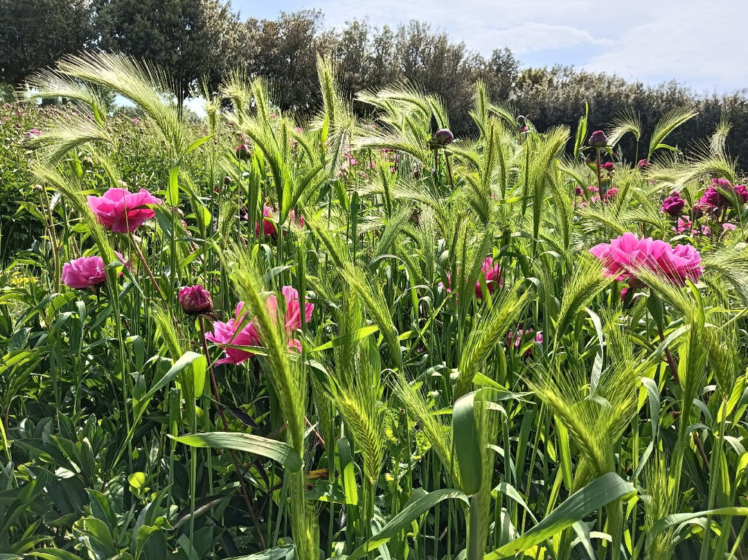 Moutan Botanical Center景点图片