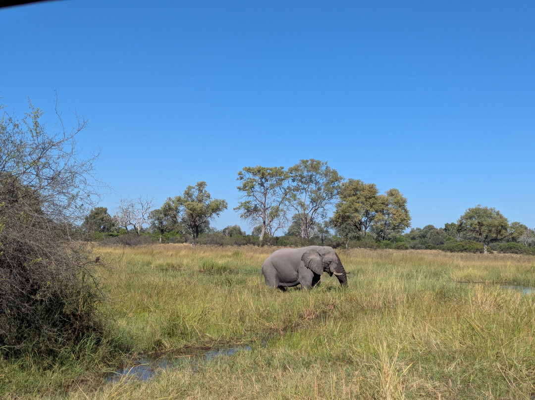 Shangana Safaris Okavango Botswana景点图片