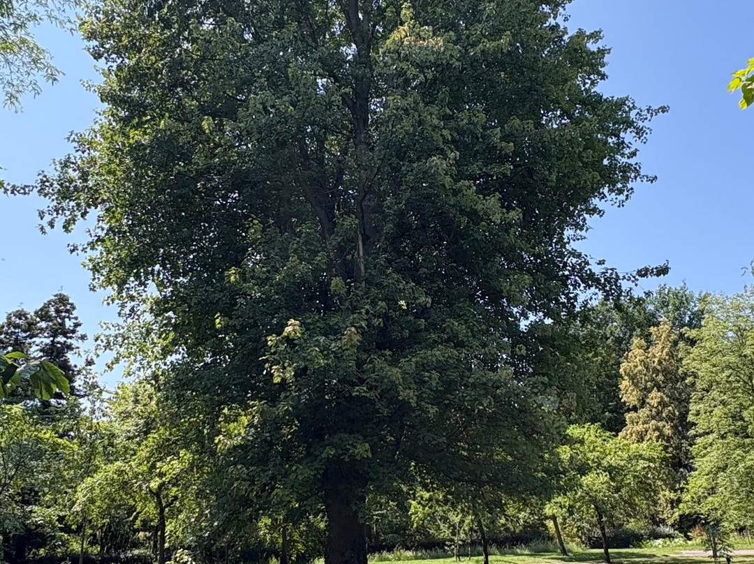 Stichting Arboretum Oudenbosch-Oudenbosch必去景点