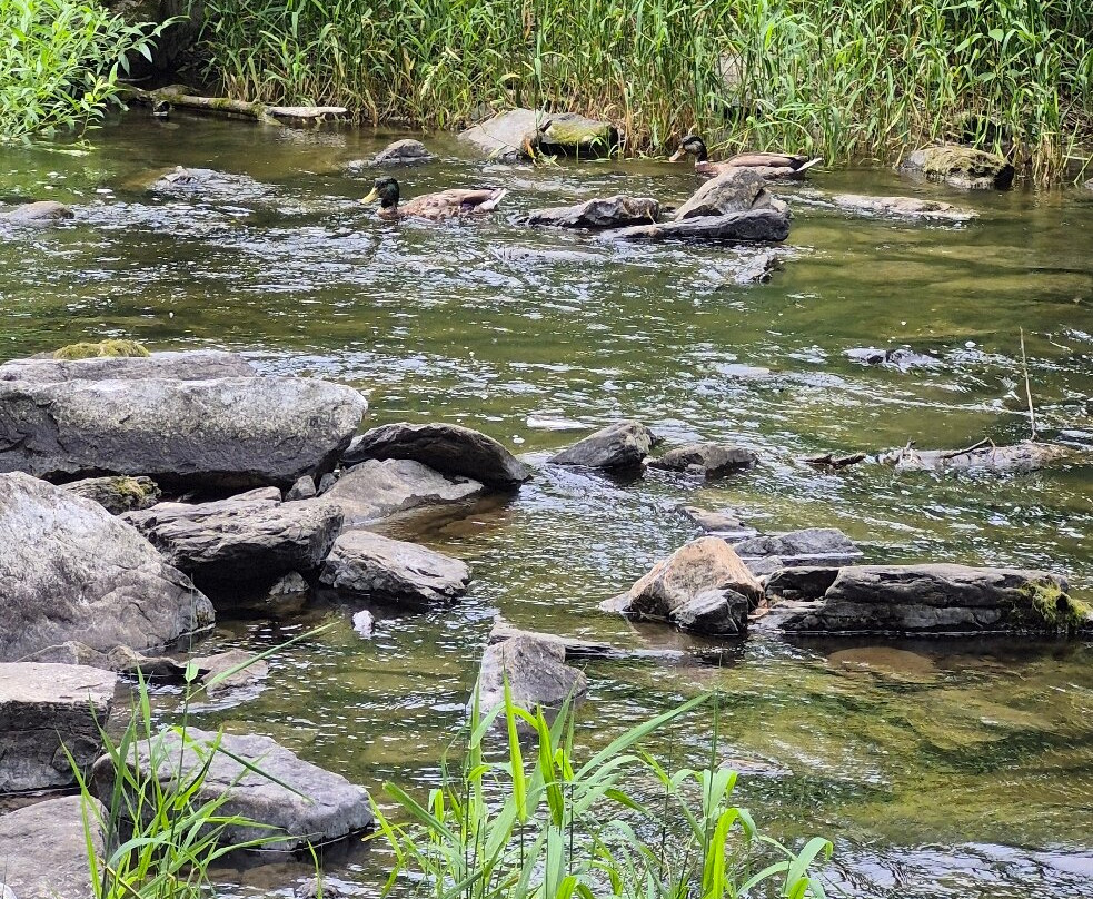 Hog's Back Falls-渥太华必去景点