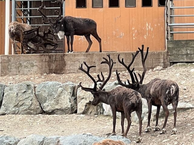 Cougar Mountain Zoo-伊瑟阔必去景点
