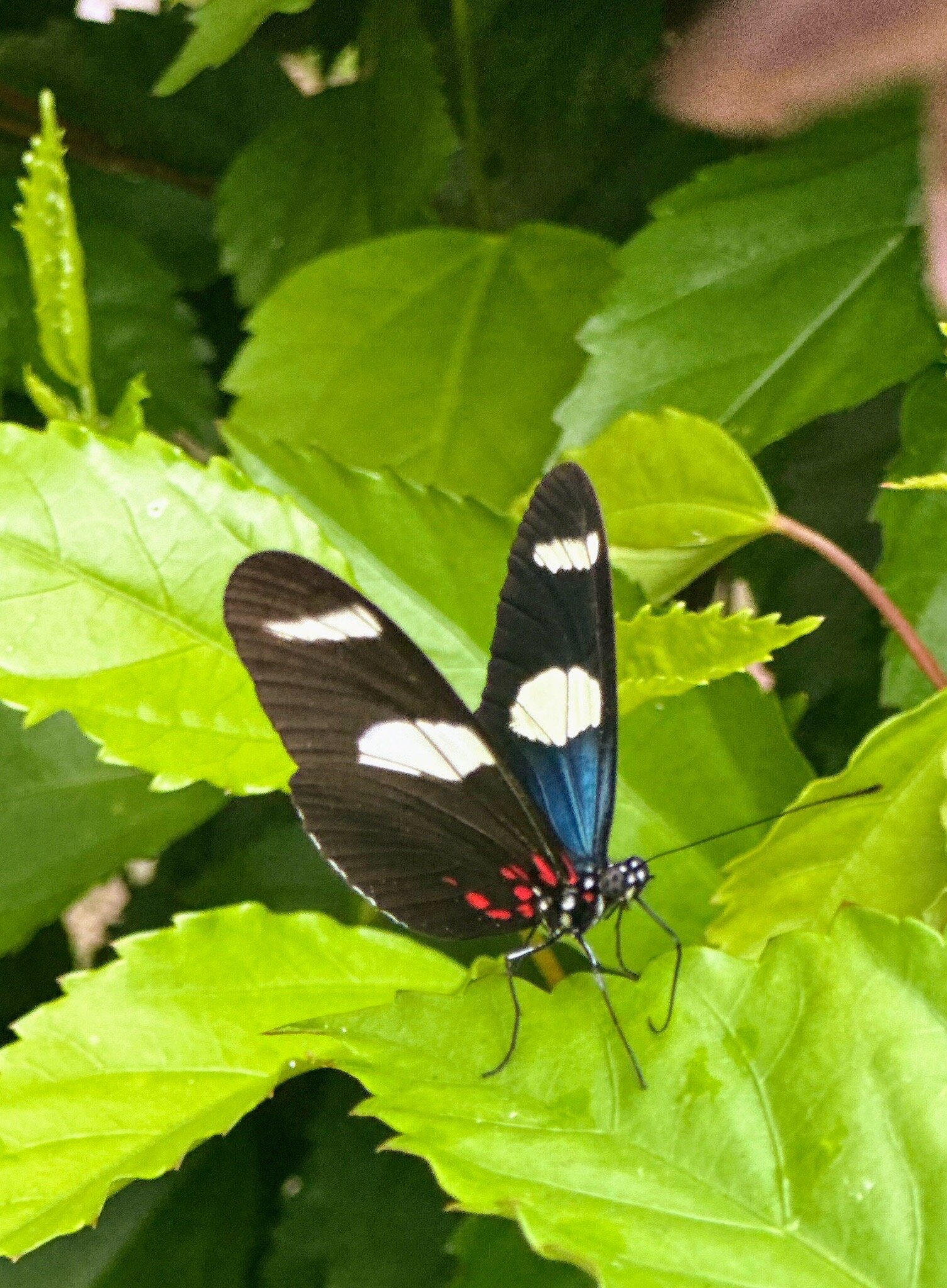 Corto Maltes Amazonia-官方