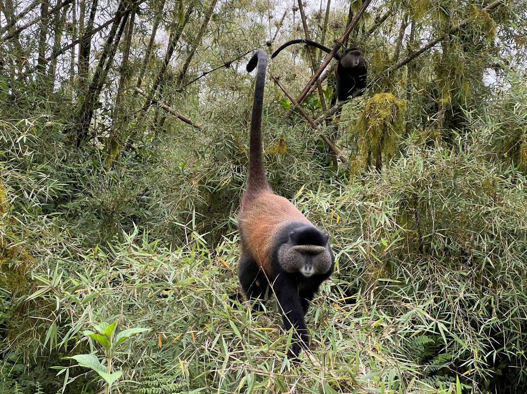 Volcanoes National Park Rwanda-Musanze District必去景点