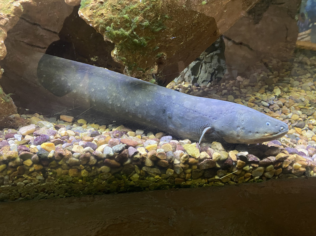 East Idaho Aquarium-爱达荷福尔斯必去景点