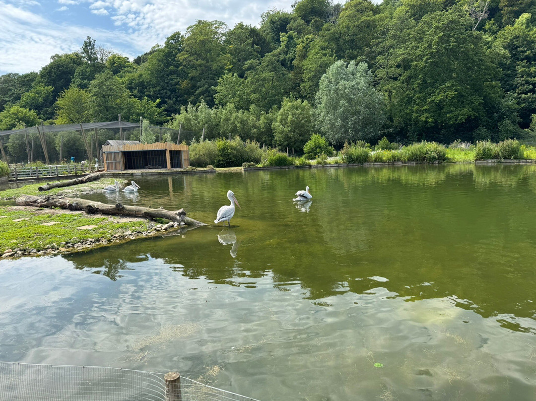 WWT Arundel Wetland Centre-阿伦德尔必去景点