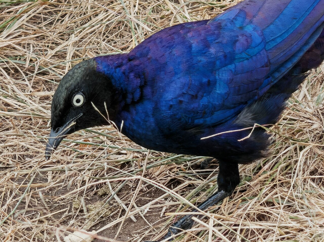 Travelcare Limited-内罗毕必去景点