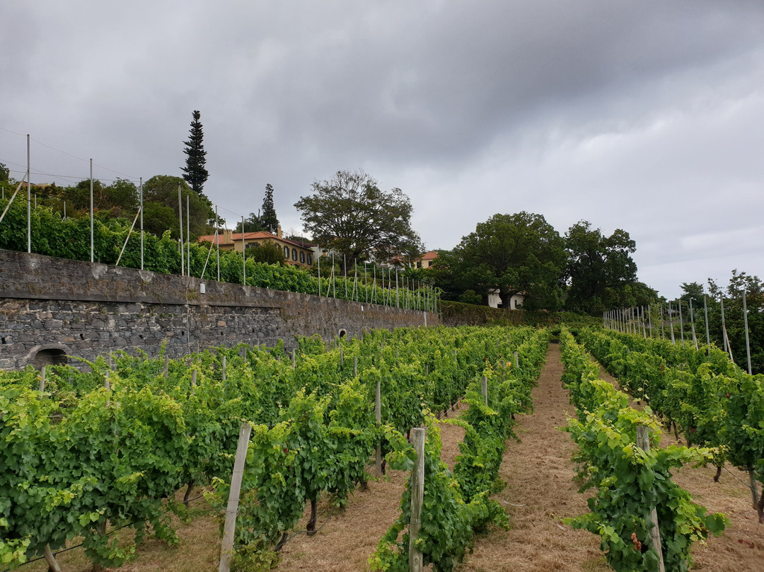 Blandy's Vineyards-沙尔必去景点