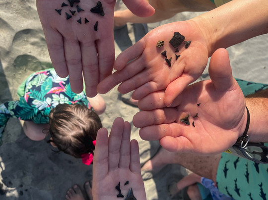 Tybee Shark Teeth Tours-泰碧岛必去景点