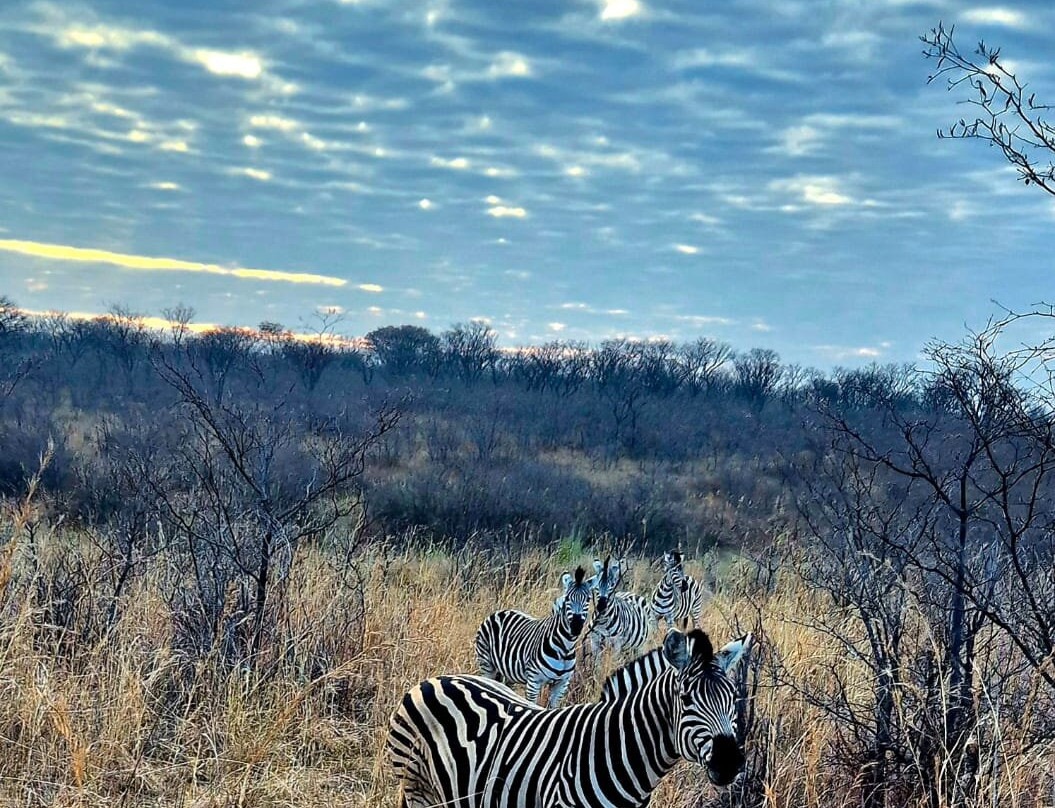 Honeyguide Ranger Camp-Entabeni Game Reserve必去景点