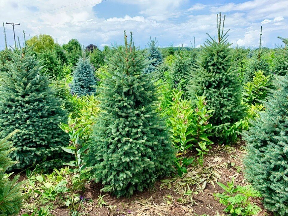 Dutchman Tree Farm-Manton必去景点