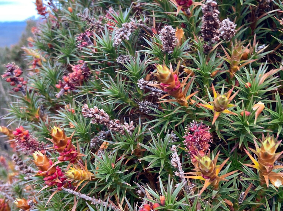 Cradle Mountain Signature Walk by Tasmanian Walking Company-Hagley必去景点